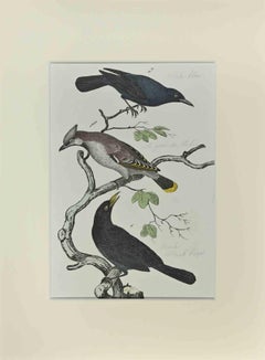 Oiseau noir - Gravure de Johann Friedrich Naumann - 1840