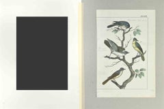 Black-Headed Faurette - Etching by Johann Friedrich Naumann - 1840