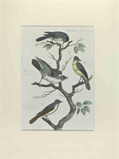 Antique Black-Headed Faurette - Etching by Johann Friedrich Naumann - 1840