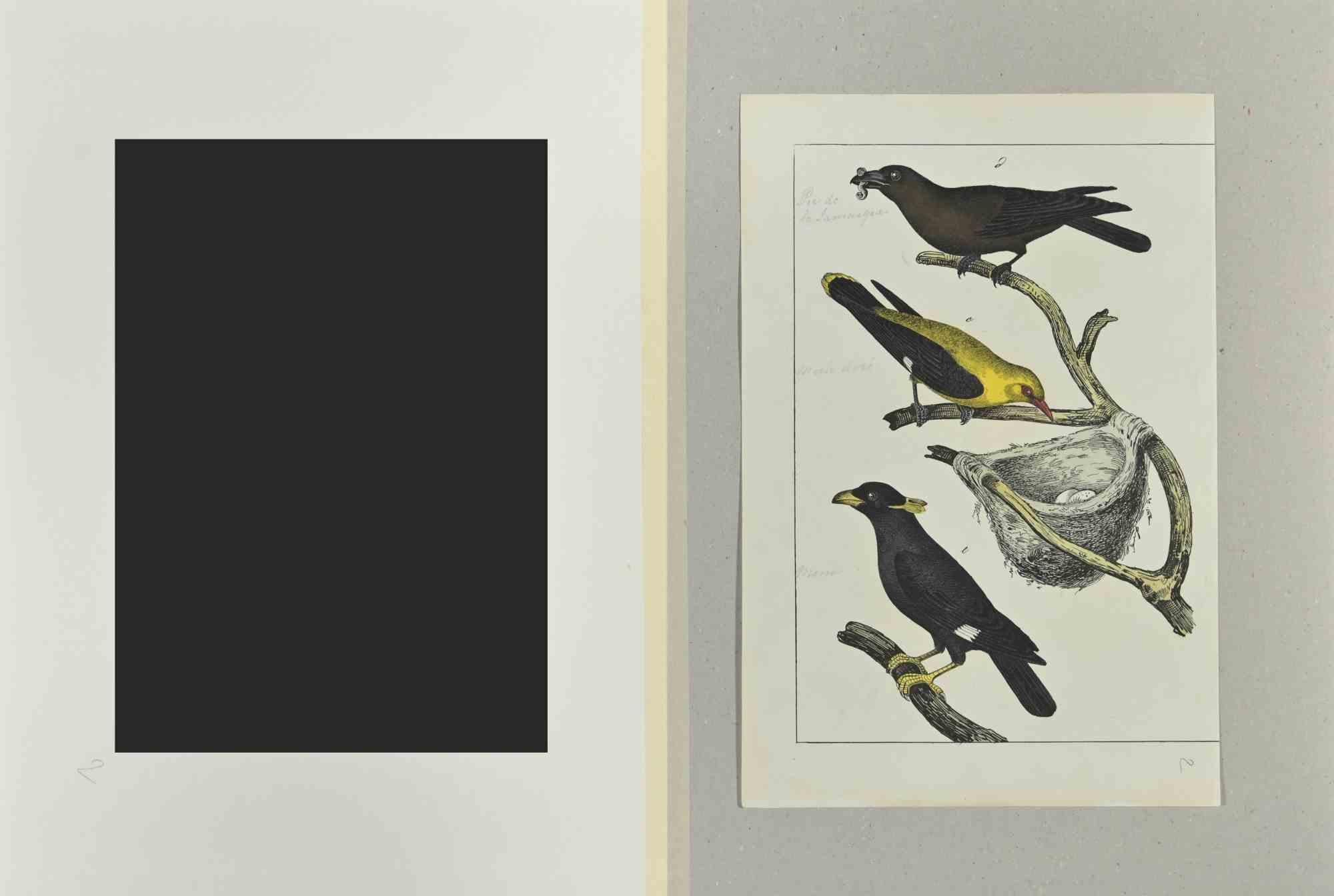 Blackbird - Etching by Johann Friedrich Naumann - 1840 For Sale 1