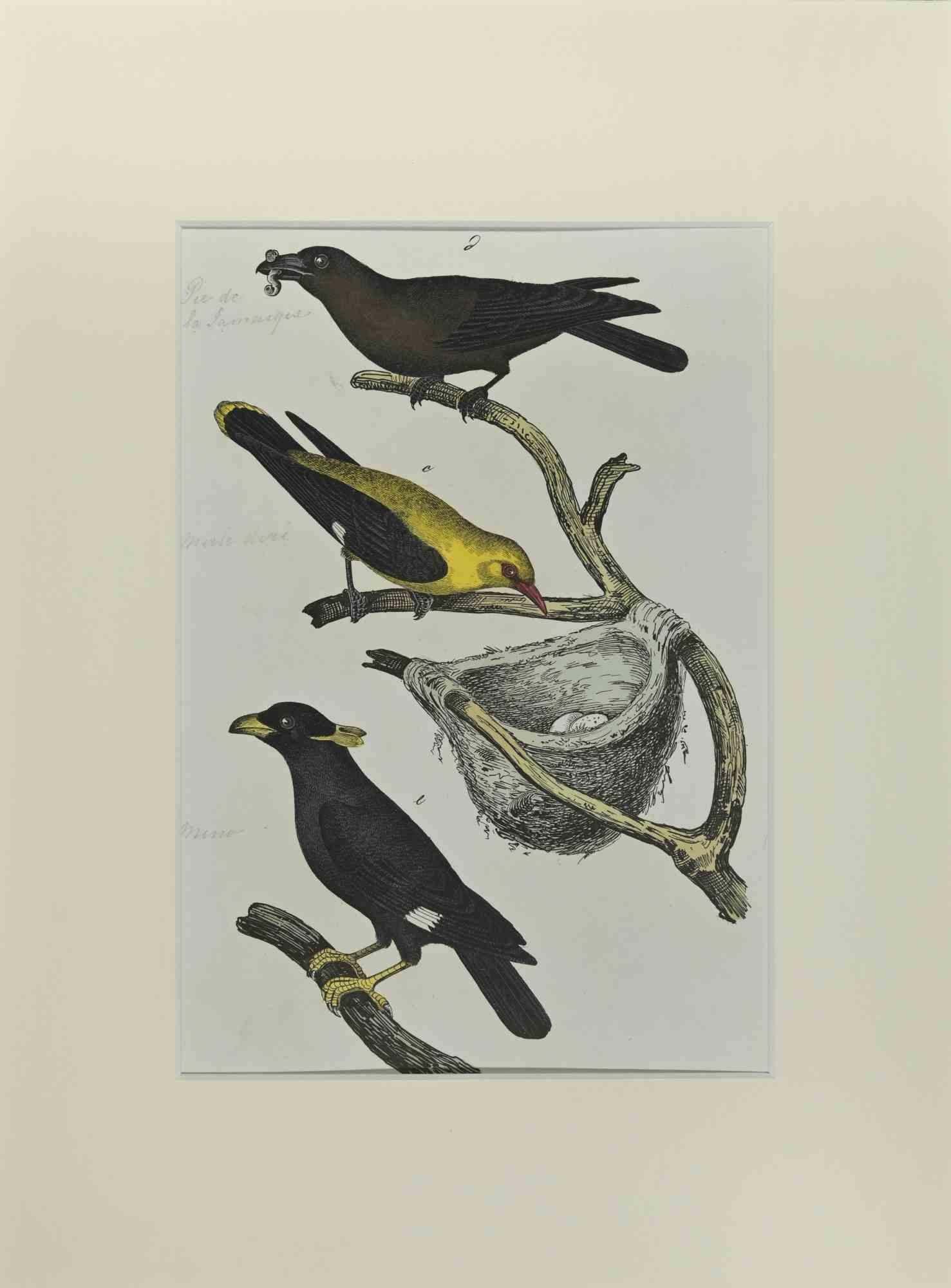 Blackbird is an Etching hand colored realized by Gotthilf Heinrich von Schubert - Johann Friedrich Naumann, Illustration from Natural history of birds in pictures, published by Stuttgart and Esslingen, Schreiber and Schill 1840 ca. 

Johann