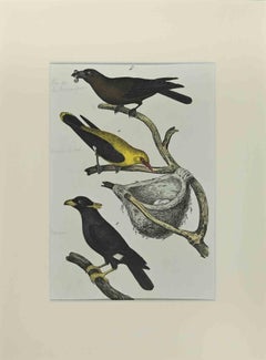 Schwarzer Vogel – Radierung von Johann Friedrich Naumann – 1840