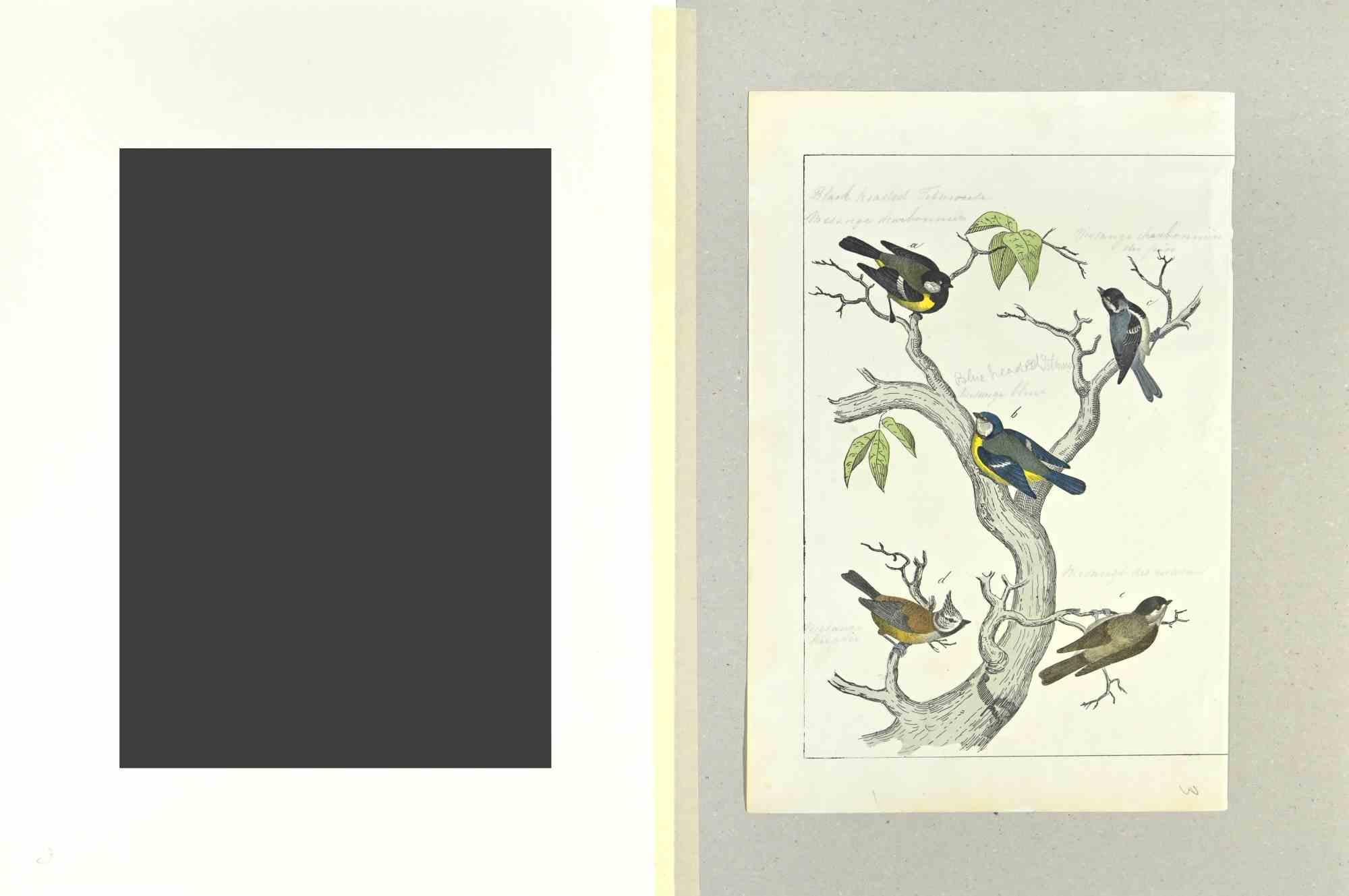 Blue, Black and Brown Birds - Etching by Johann Friedrich Naumann - 1840 For Sale 1