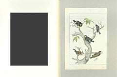 Blue, Black and Brown Birds - Etching by Johann Friedrich Naumann - 1840