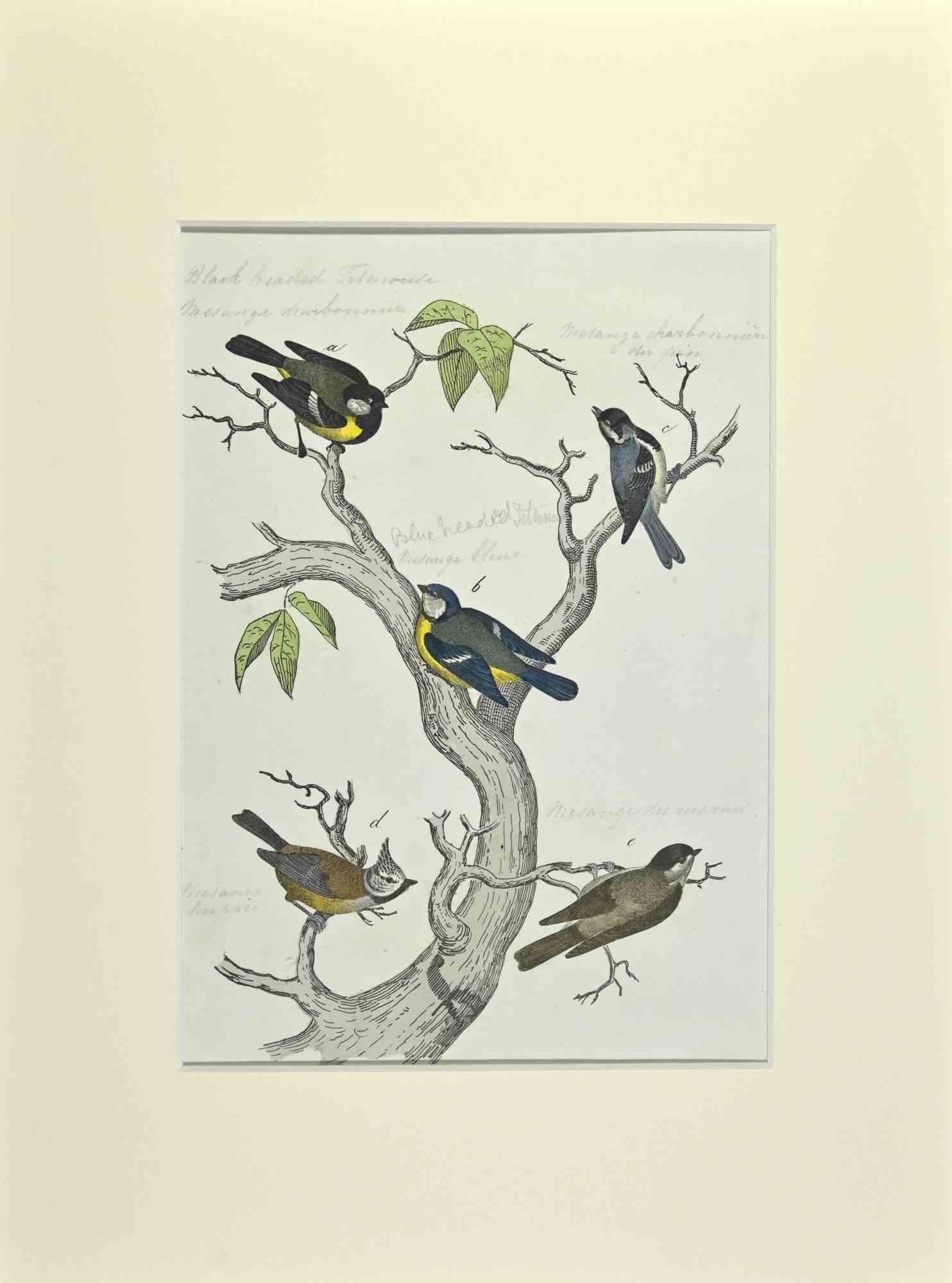 Blue, Black and Brown Birds - Etching by Johann Friedrich Naumann - 1840