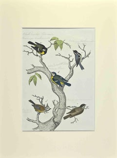 Blaue, schwarze und braune Vögel – Radierung von Johann Friedrich Naumann – 1840