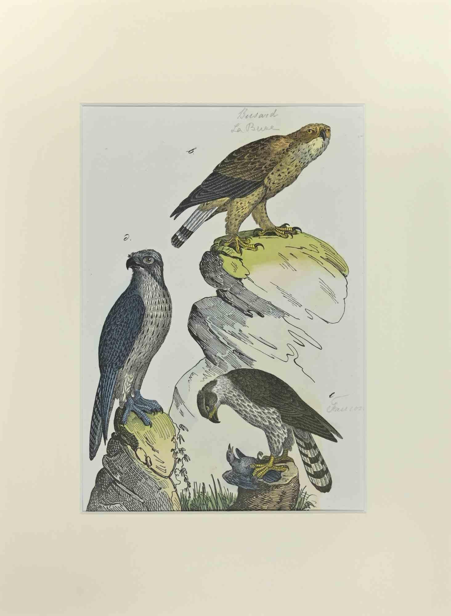 Buzzard is an Etching hand colored realized by Gotthilf Heinrich von Schubert - Johann Friedrich Naumann, Illustration from Natural history of birds in pictures, published by Stuttgart and Esslingen, Schreiber and Schill 1840 ca. 

Johann Friedrich