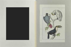 Cacatues - Etching by Johann Friedrich Naumann - 1840