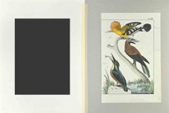 Cockatiel - Etching by Johann Friedrich Naumann - 1840