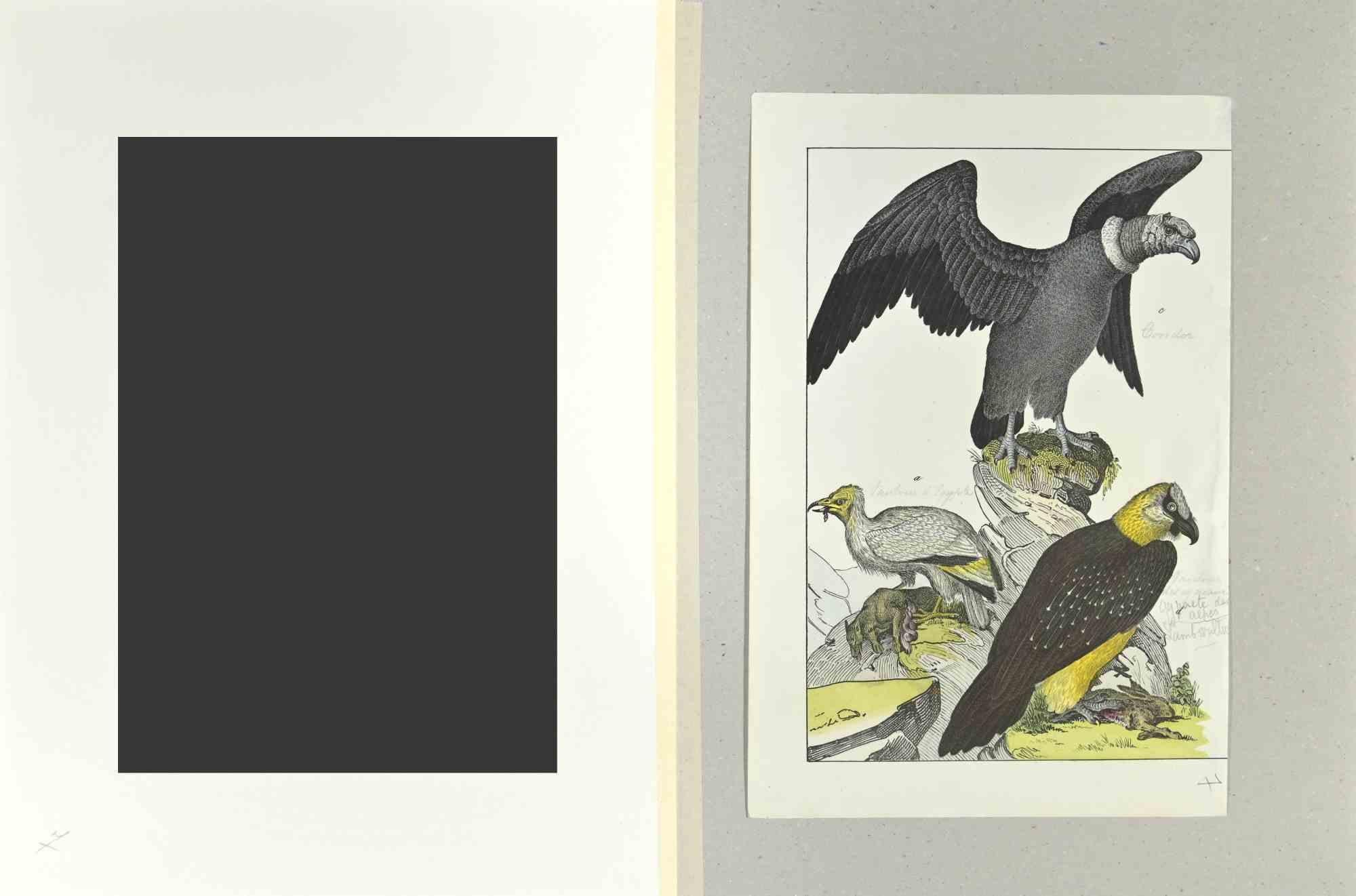 Condor - Etching by Johann Friedrich Naumann - 1840 For Sale 1