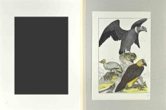 Kondor - Radierung von Johann Friedrich Naumann - 1840
