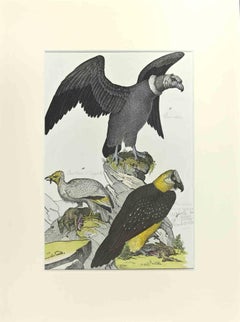 Condor - Etching by Johann Friedrich Naumann - 1840