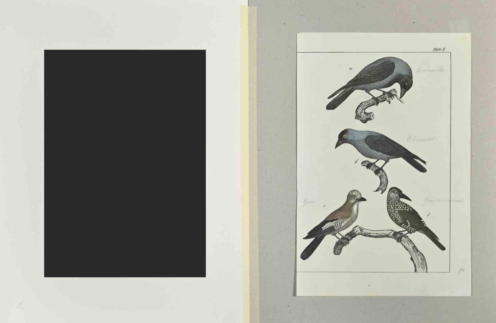 Crow - Etching by Johann Friedrich Naumann - 1840 For Sale 1