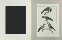 Crow - Etching by Johann Friedrich Naumann - 1840