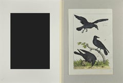 Corvo - Acquaforte di Johann Friedrich Naumann - 1840