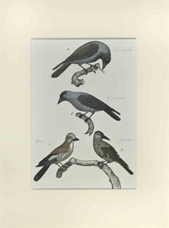 Crow - Etching by Johann Friedrich Naumann - 1840