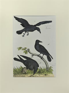 Antique Crow - Etching by Johann Friedrich Naumann - 1840