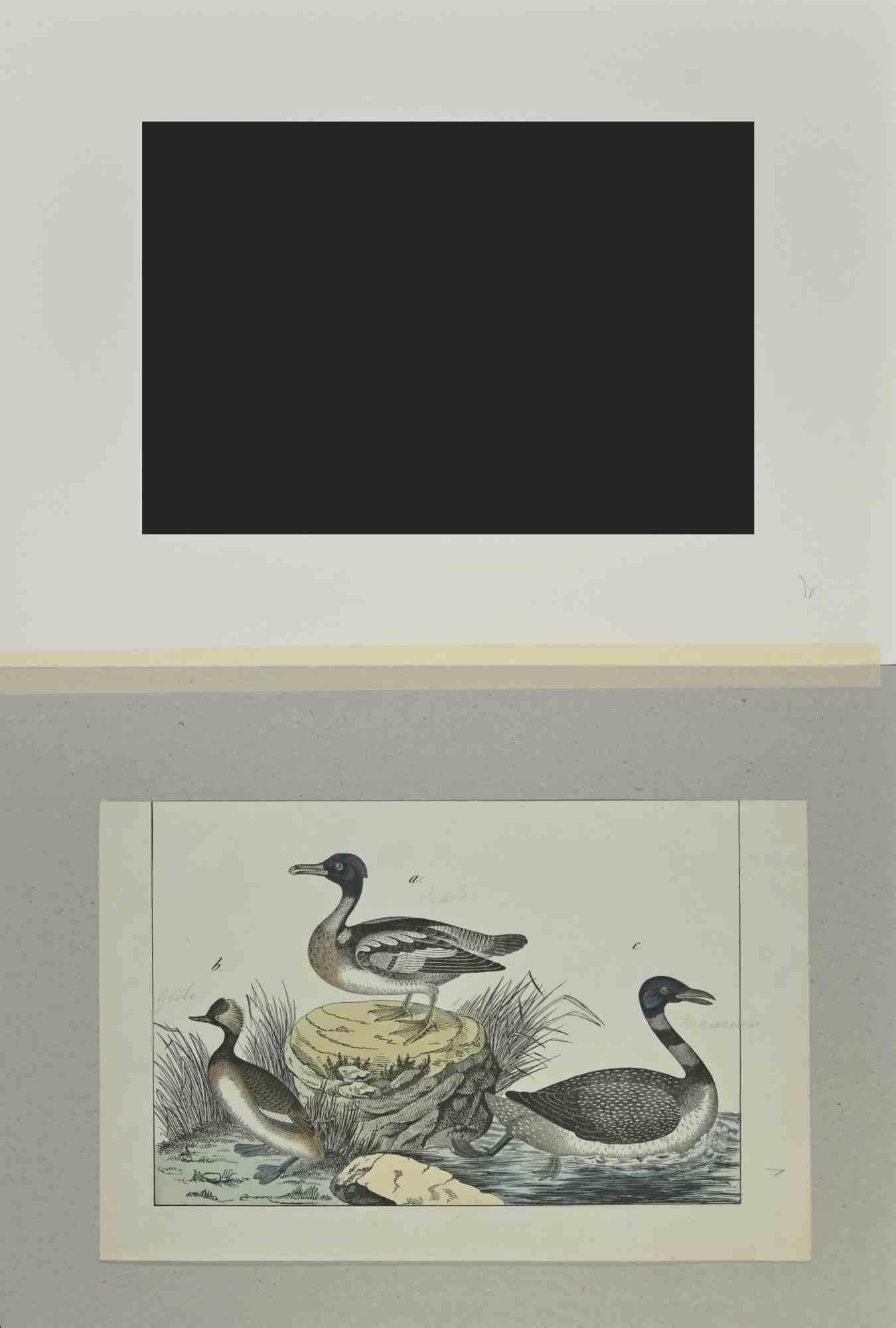 Ducks - Etching by Johann Friedrich Naumann - 1840 For Sale 1