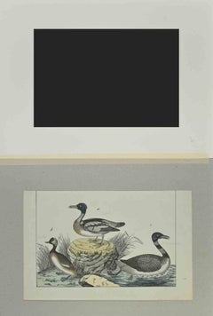Ducks - Etching by Johann Friedrich Naumann - 1840