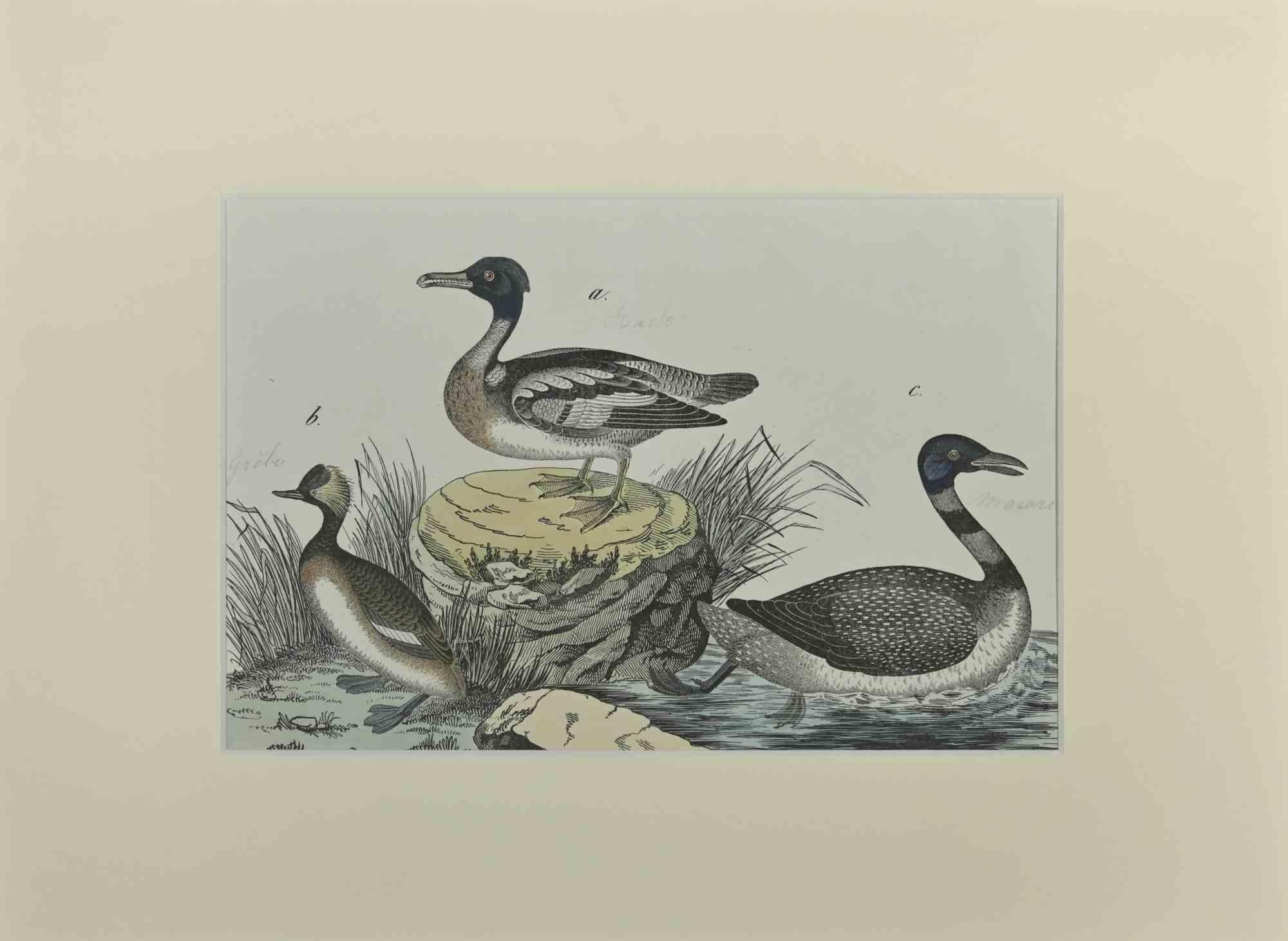 Ducks is an Etching hand colored realized by Gotthilf Heinrich von Schubert - Johann Friedrich Naumann, Illustration from Natural history of birds in pictures, published by Stuttgart and Esslingen, Schreiber and Schill 1840 ca. 

Johann Friedrich