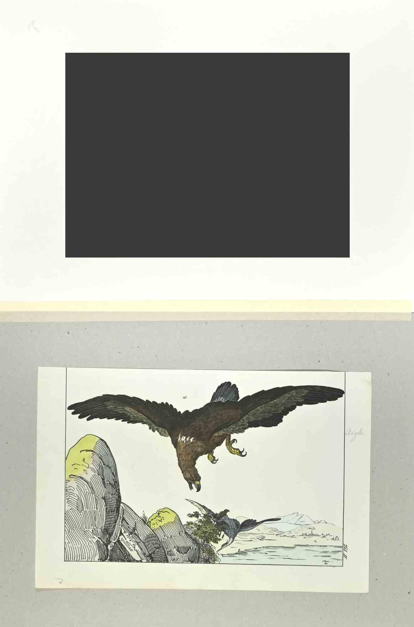 Eagle - Etching by Johann Friedrich Naumann - 1840 For Sale 1