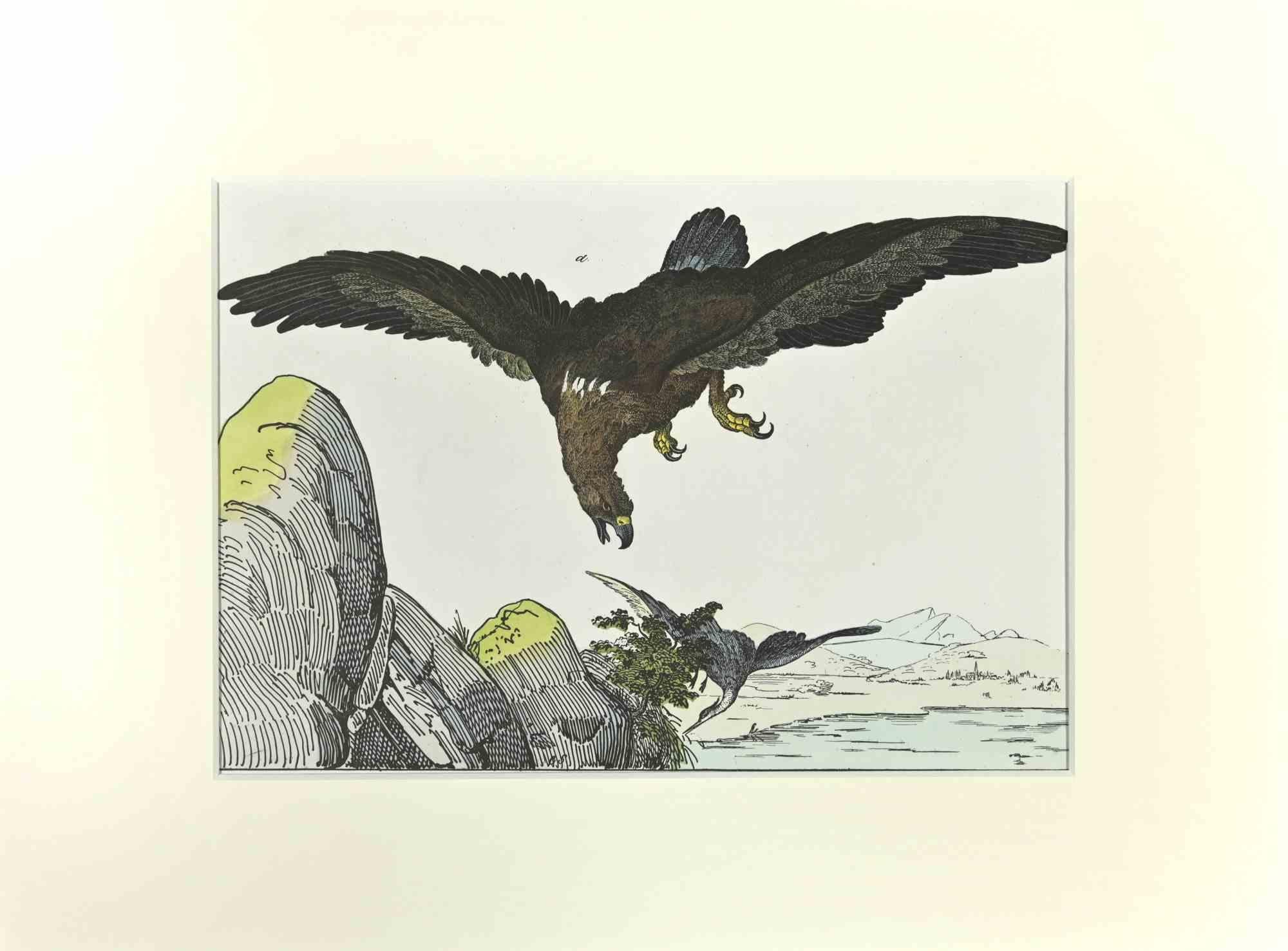 Eagle is an etching hand colored realized by Gotthilf Heinrich von Schubert - Johann Friedrich Naumann, Illustration from Natural history of birds in pictures, published by Stuttgart and Esslingen, Schreiber and Schill 1840 ca. 

Illustration