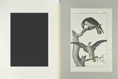 Adler Fischerman - Radierung von Johann Friedrich Naumann - 1840