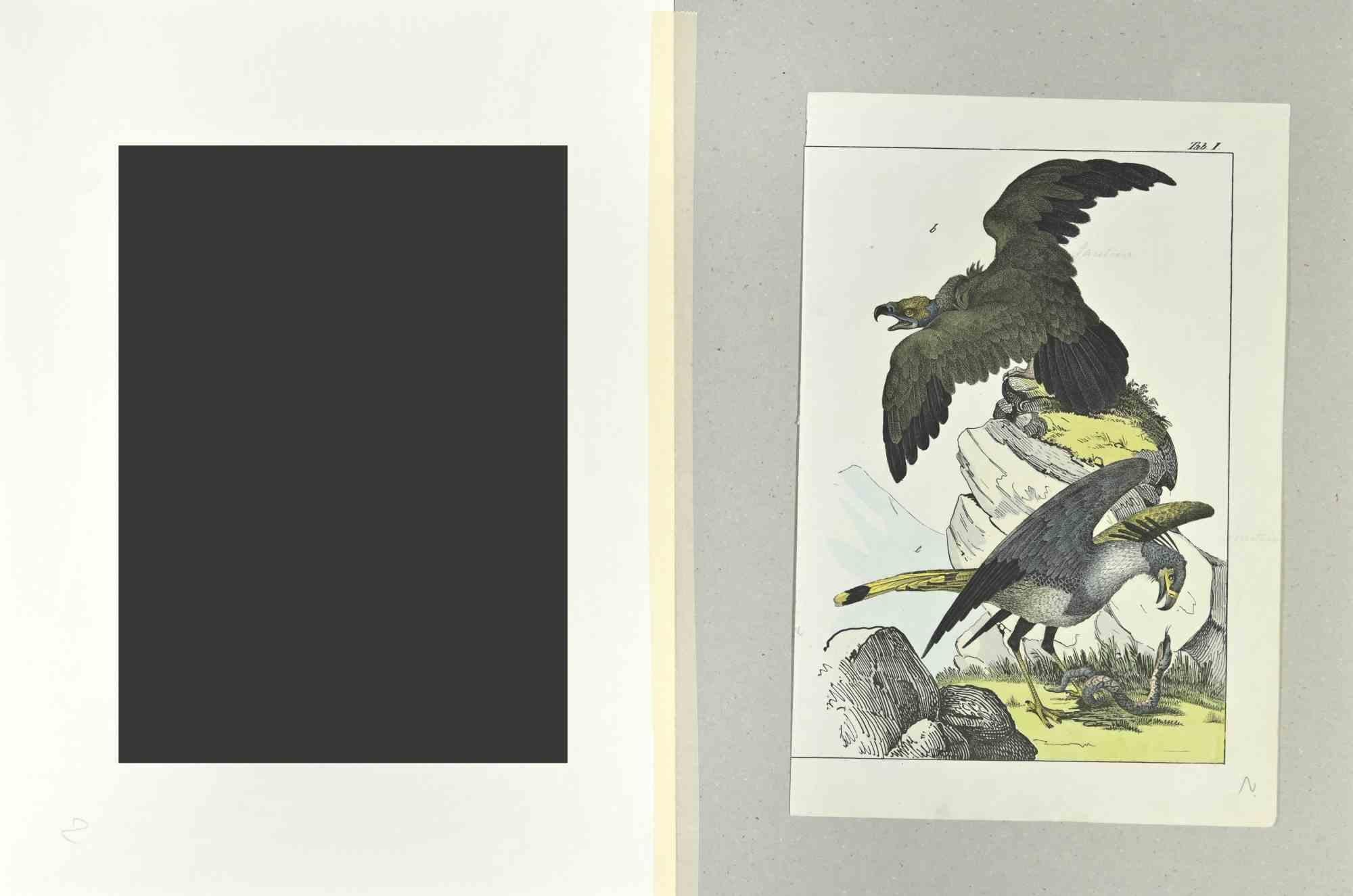 Eagles - Etching by Johann Friedrich Naumann - 1840 For Sale 1