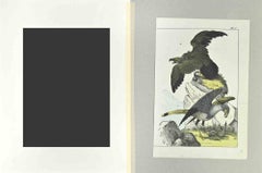 Eagles - Etching by Johann Friedrich Naumann - 1840