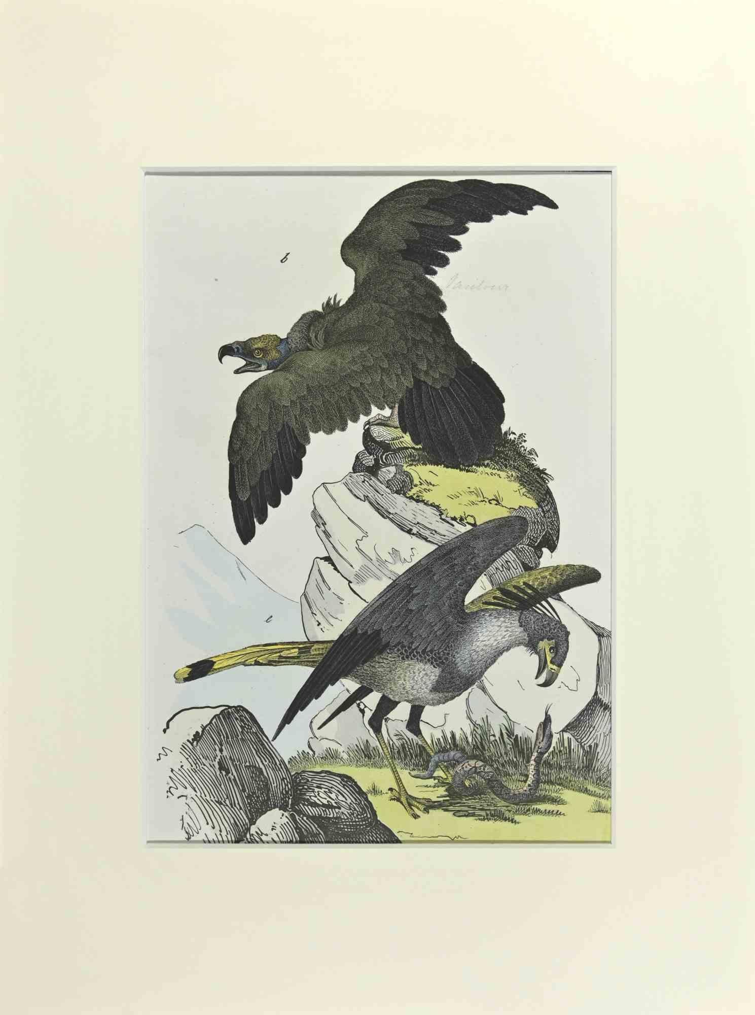 Eagles is an etching hand colored realized by Gotthilf Heinrich von Schubert - Johann Friedrich Naumann, Illustration from Natural history of birds in pictures, published by Stuttgart and Esslingen, Schreiber and Schill 1840 ca. 

Illustration