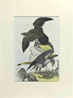 Eagles - Etching by Johann Friedrich Naumann - 1840