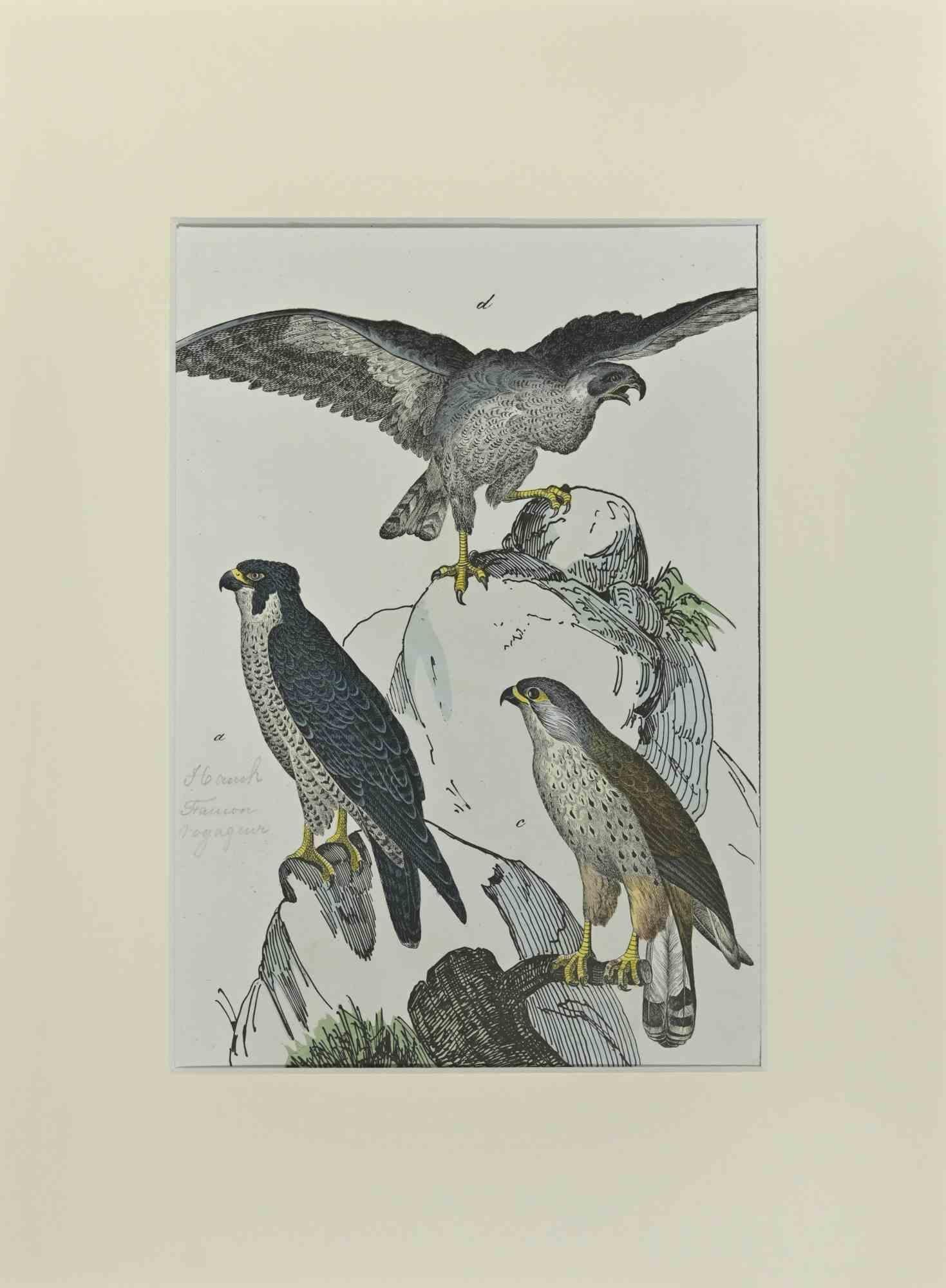 Falcons est une gravure à l'eau-forte réalisée à la main par Gotthilf Heinrich von Schubert - Johann Friedrich Naumann, Illustration tirée de Natural history of birds in pictures, publiée par Stuttgart et Esslingen, Schreiber et Schill 1840 ca.