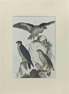 Falcons – Radierung von Johann Friedrich Naumann – 1840