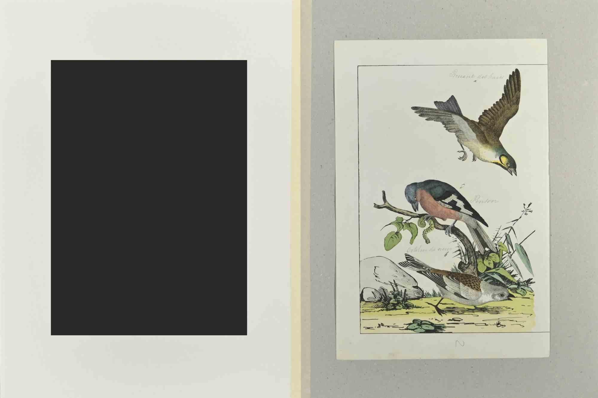 Finch is an Etching hand colored realized by Gotthilf Heinrich von Schubert - Johann Friedrich Naumann, Illustration from Natural history of birds in pictures, published by Stuttgart and Esslingen, Schreiber and Schill 1840 ca. 

Johann Friedrich