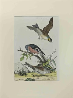 Finch - Etching by Johann Friedrich Naumann - 1840