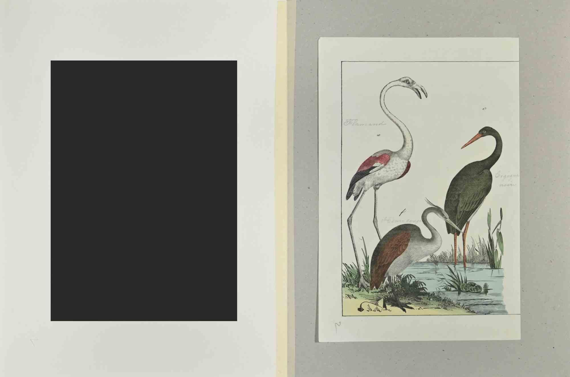 Flamingo - Etching by Johann Friedrich Naumann - 1840 For Sale 1