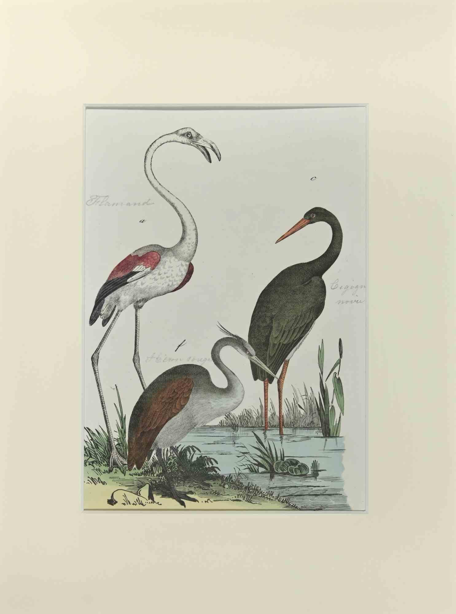 Flamingo is an Etching hand colored realized by Gotthilf Heinrich von Schubert - Johann Friedrich Naumann, Illustration from Natural history of birds in pictures, published by Stuttgart and Esslingen, Schreiber and Schill 1840 ca. 

Johann Friedrich