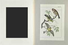 Goldfintch - Etching by Johann Friedrich Naumann - 1840