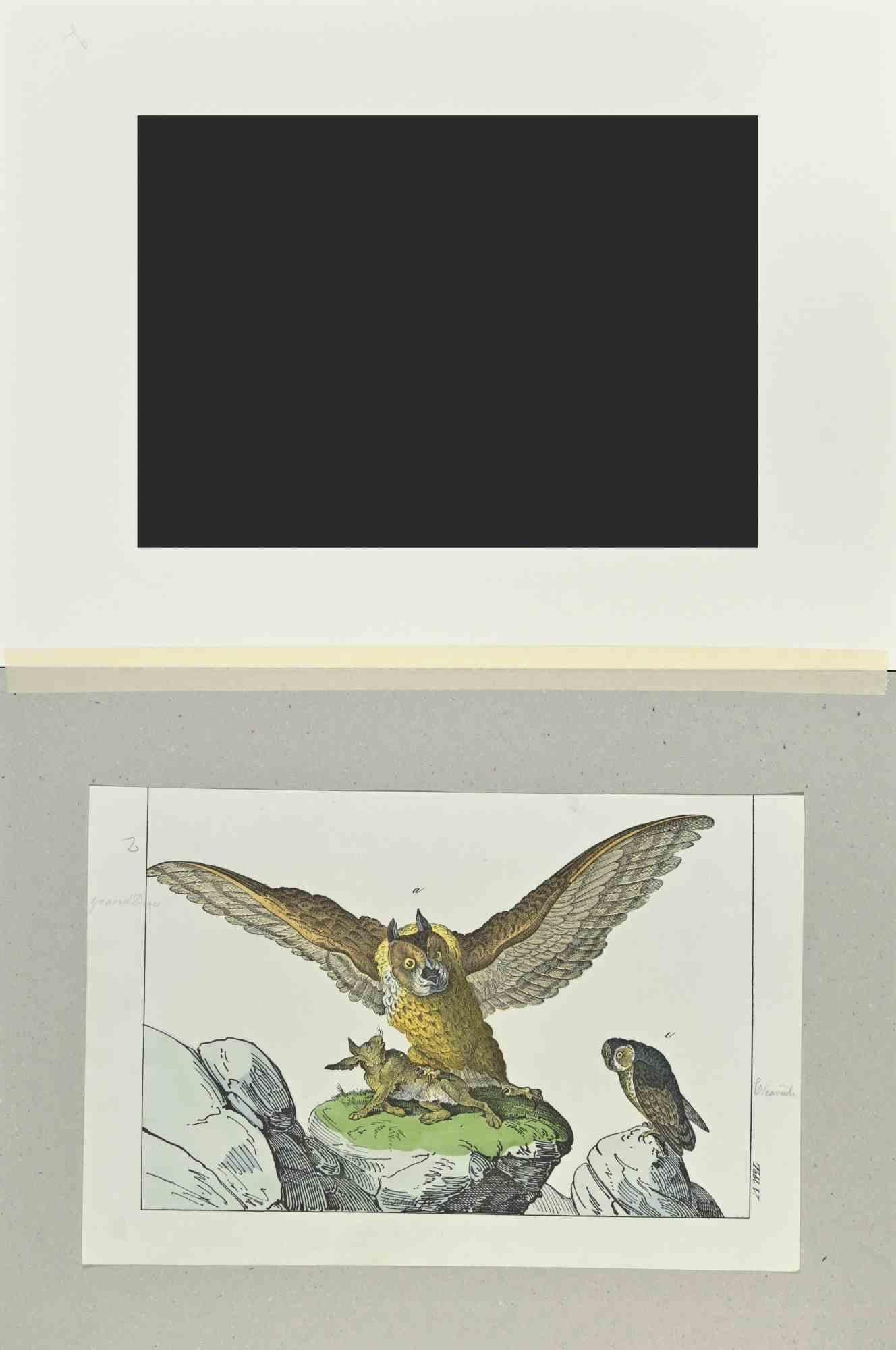 Great Owl - Etching by Johann Friedrich Naumann - 1840 For Sale 1