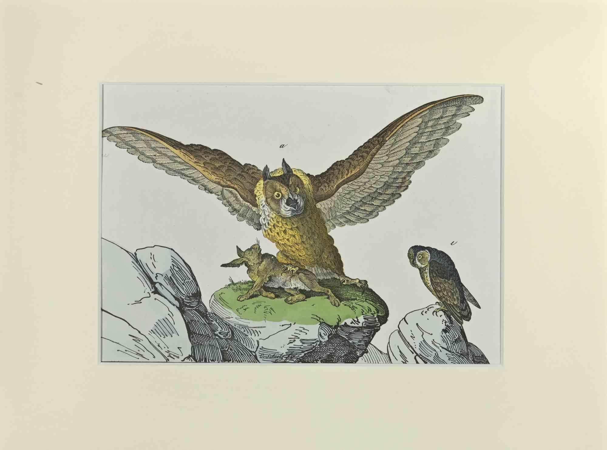 Great Owl is an Etching hand colored realized by Gotthilf Heinrich von Schubert - Johann Friedrich Naumann, Illustration from Natural history of birds in pictures, published by Stuttgart and Esslingen, Schreiber and Schill 1840 ca. 

Illustration