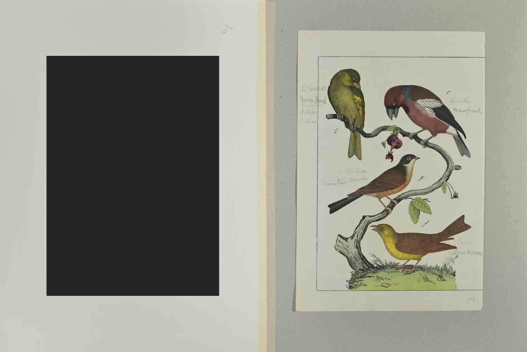 green finch for sale