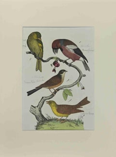 Green Finch - Etching by Johann Friedrich Naumann - 1840