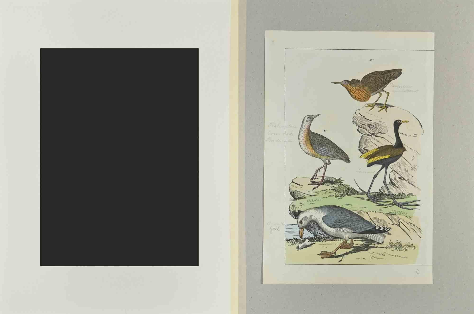 Gull - Etching by Johann Friedrich Naumann - 1840 For Sale 1