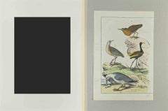 Gull - Etching by Johann Friedrich Naumann - 1840
