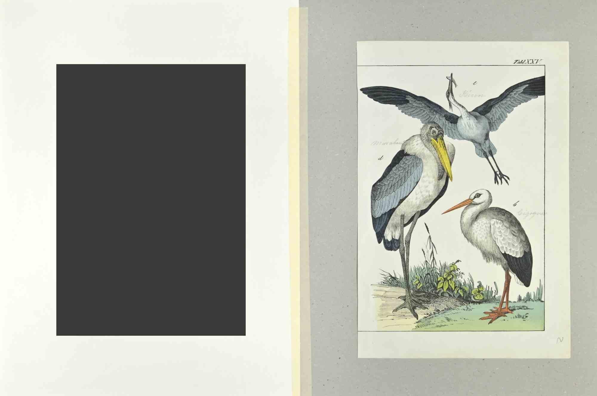 Heron and Stork - Etching by Johann Friedrich Naumann - 1840 For Sale 1
