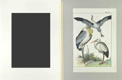 Heron and Stork - Etching by Johann Friedrich Naumann - 1840