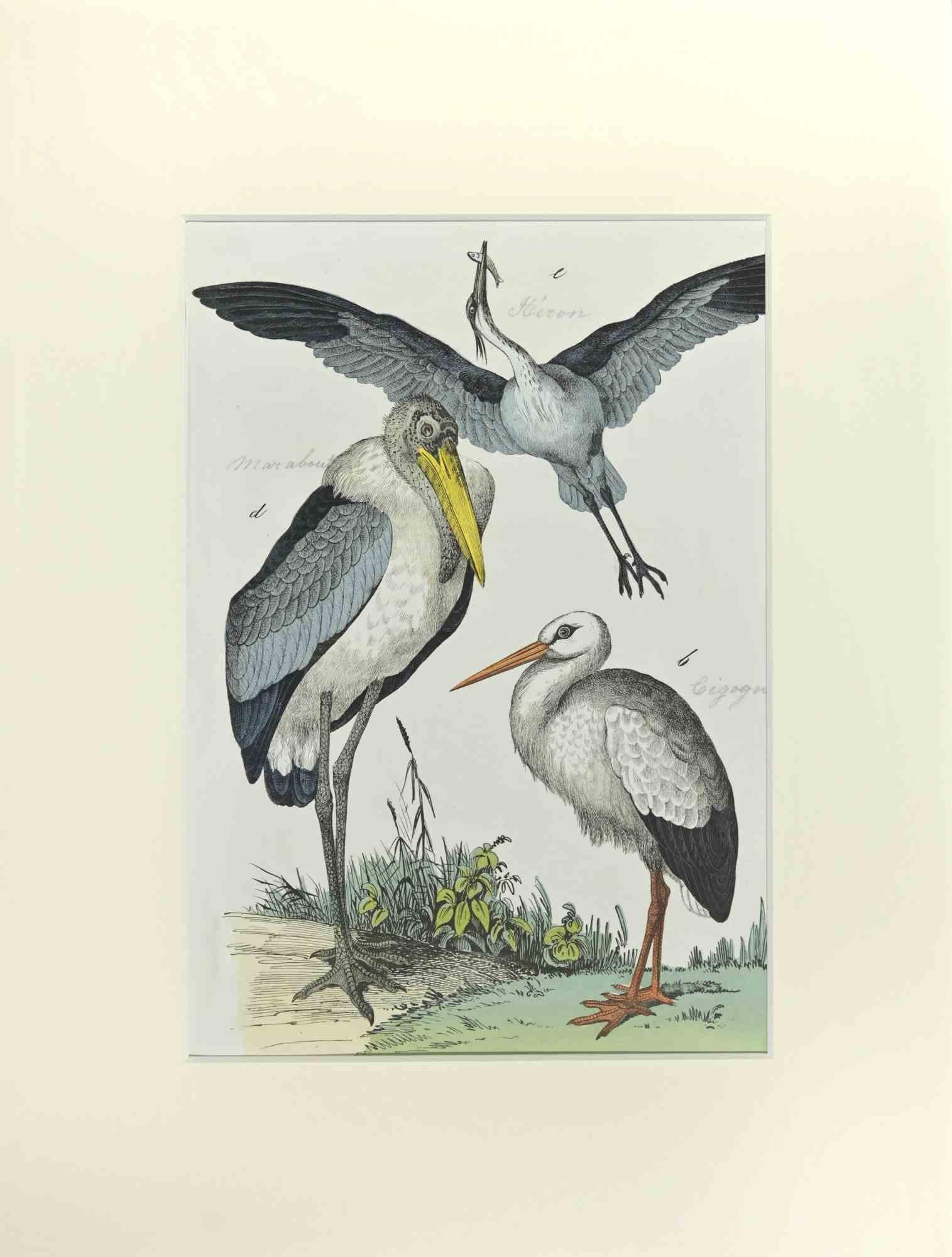 Heron and Stork is an Etching hand colored realized by Gotthilf Heinrich von Schubert - Johann Friedrich Naumann, Illustration from Natural history of birds in pictures, published by Stuttgart and Esslingen, Schreiber and Schill 1840 ca.