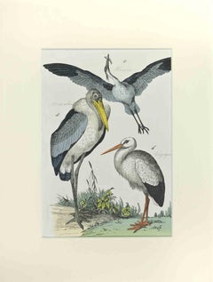 Heron et cigogne - eau-forte de Johann Friedrich Naumann - 1840