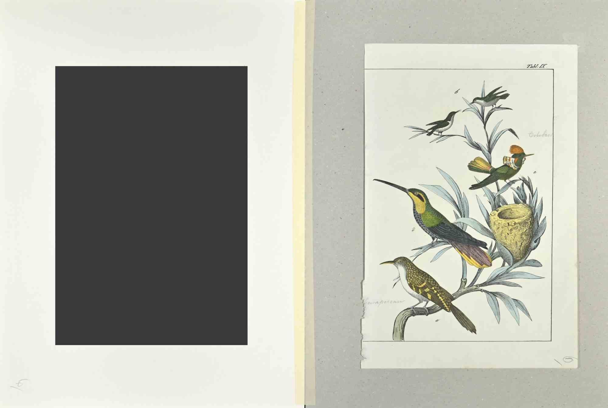 Hummingbirds is an Etching hand colored realized by Gotthilf Heinrich von Schubert - Johann Friedrich Naumann, Illustration from Natural history of birds in pictures, published by Stuttgart and Esslingen, Schreiber and Schill 1840 ca. 

Johann