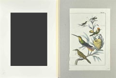 Colibríes - Aguafuerte de Johann Friedrich Naumann - 1840